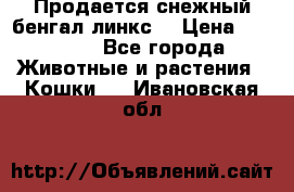 Продается снежный бенгал(линкс) › Цена ­ 25 000 - Все города Животные и растения » Кошки   . Ивановская обл.